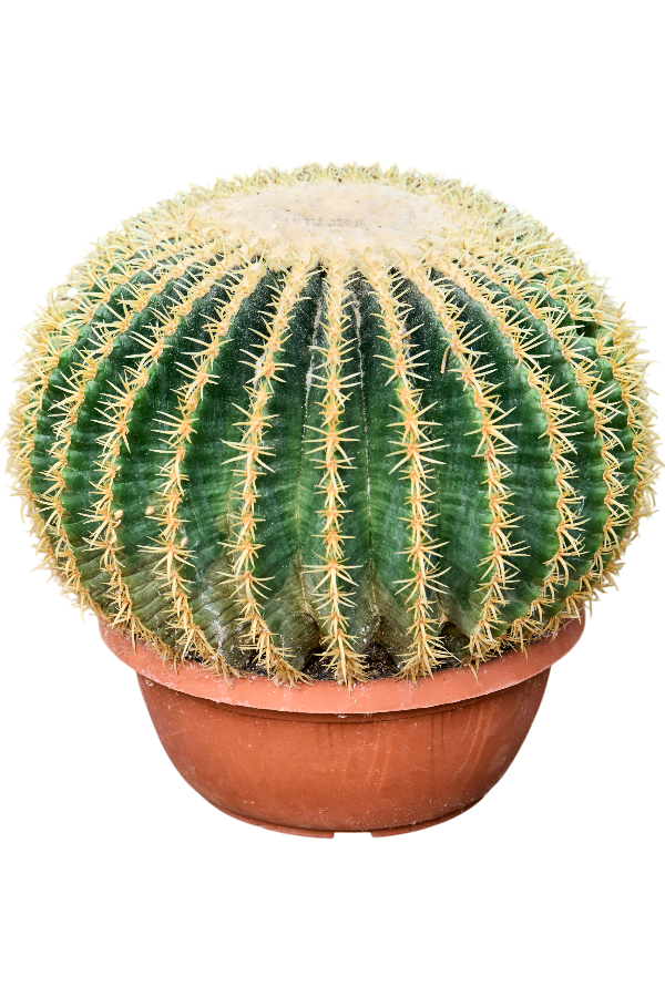 Echinocactus Grusonii Intermedius
