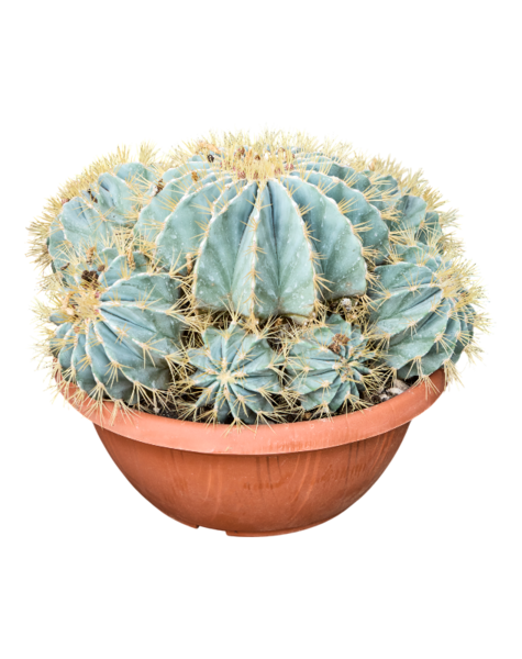 Ferocactus
