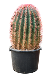 Ferocactus Stainesii