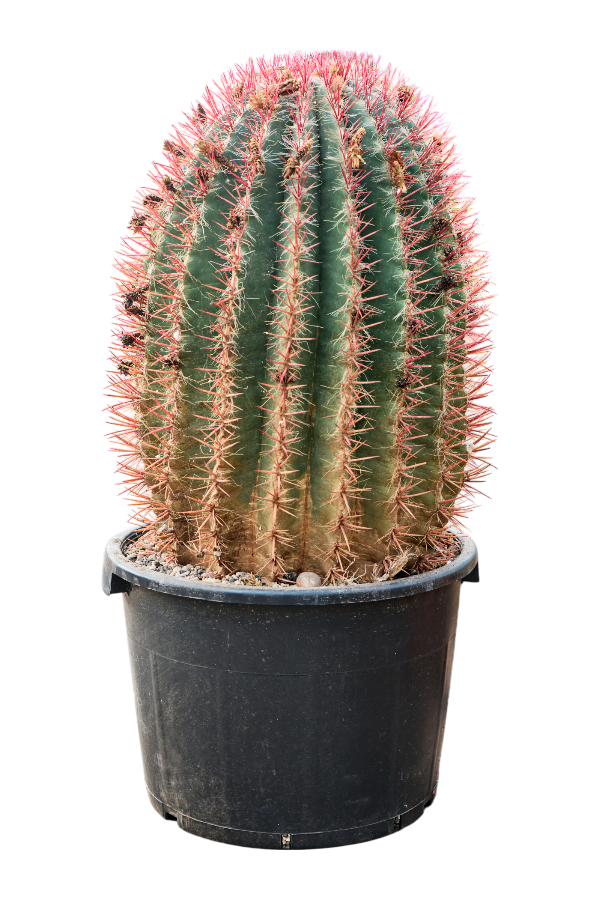 Ferocactus Stainesii