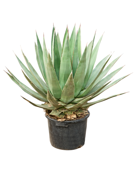 Agave