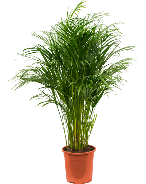 Dypsis