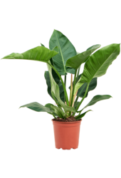 Philodendron Imperial Green