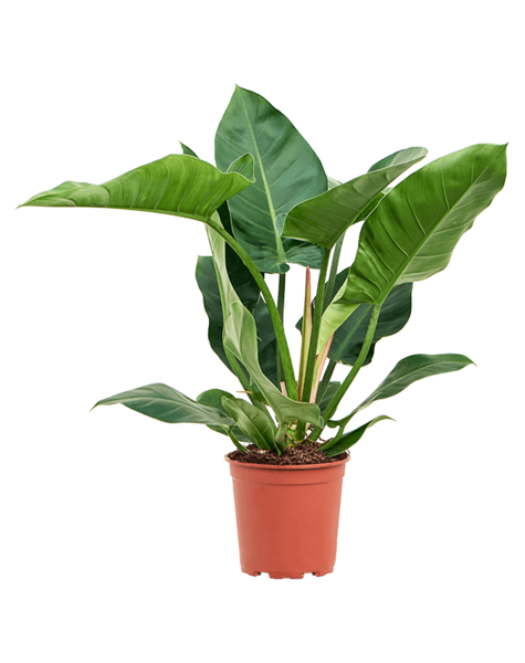 Philodendron