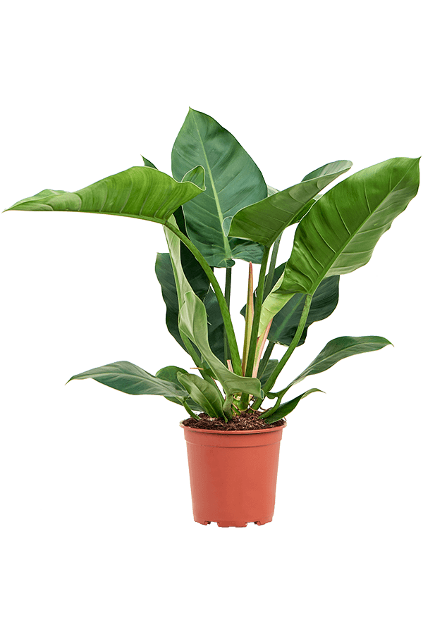 Philodendron Imperial Green