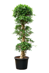 Ficus Microcarpa Nitida