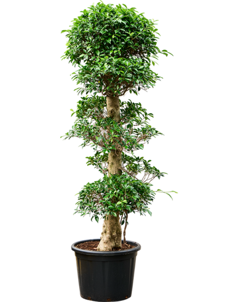 Ficus