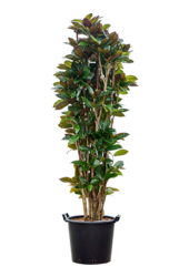Croton (Codiaeum) Variegatum Mrs. Iceton