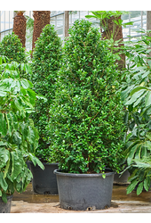 Ficus Microcarpa Moclame