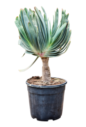 Aloe Plicatilis (60-110)