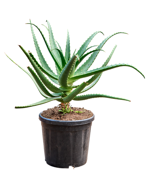 Aloe