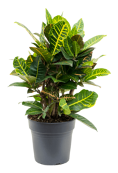 Croton (Codiaeum) Variegatum Petra