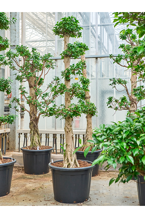 Ficus Microcarpa Compacta