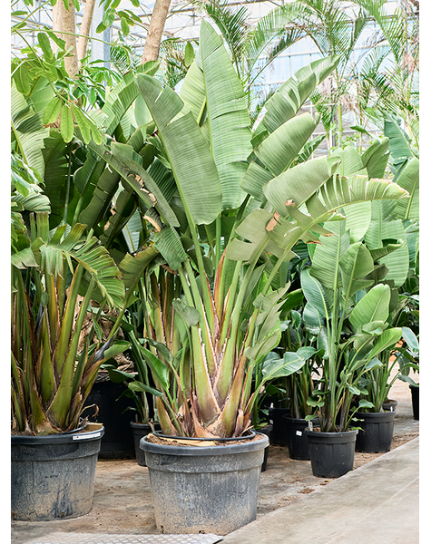 Strelitzia
