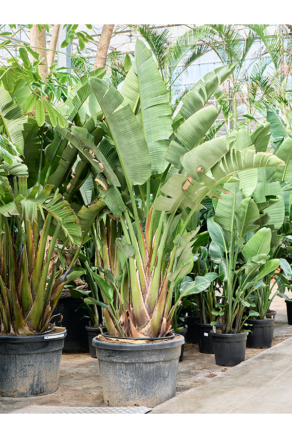 Strelitzia Nicolai (250-350)