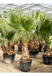 Washingtonia Filifera (220-320)