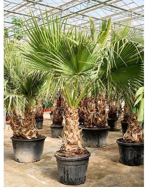 Washingtonia