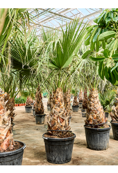 Washingtonia Filifera (250-350)