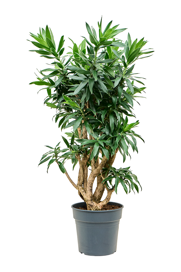 Pleomele (Dracaena) Reflexa