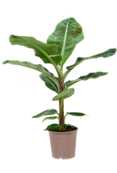 Musa Dwarf Cavendish