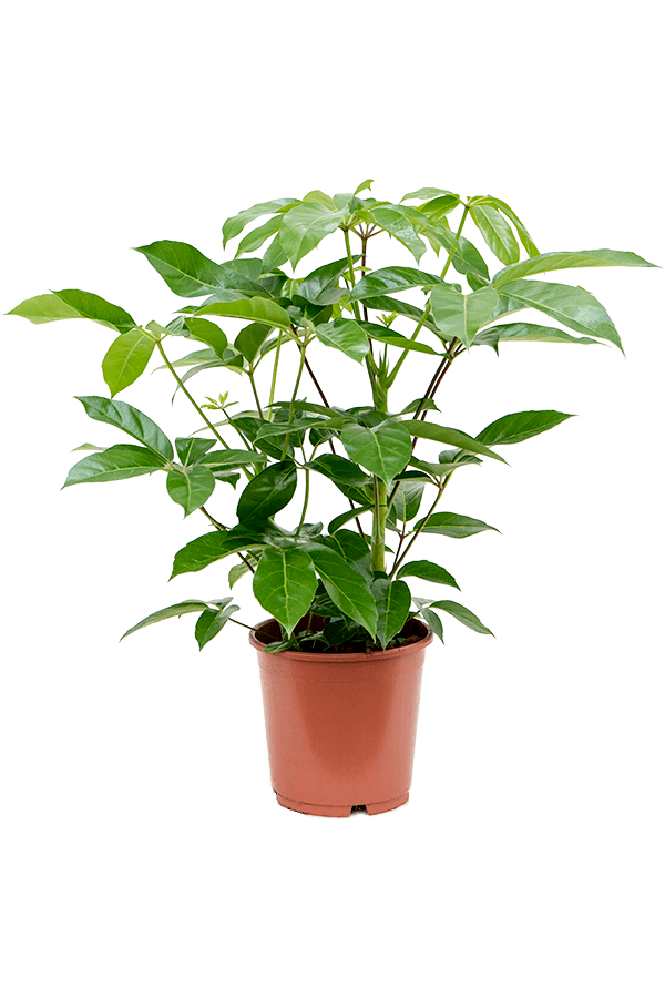 Schefflera Actinophylla Amate