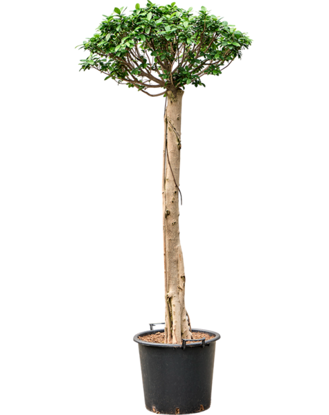 Ficus