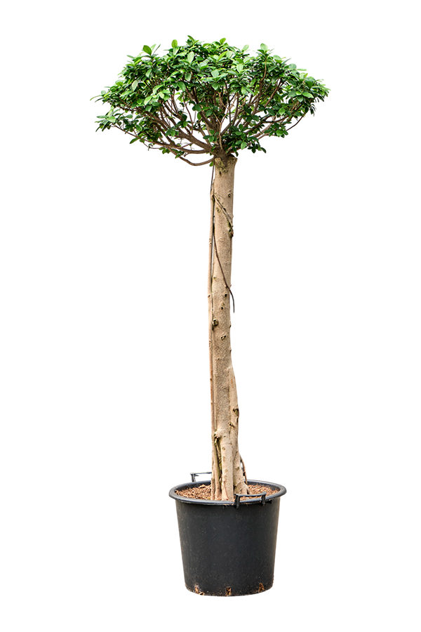 Ficus Microcarpa Compacta