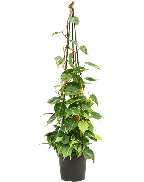 Philodendron