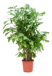 Caryota Mitis (120-140)