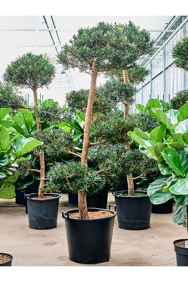 Podocarpus Macrophyllus