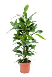 Ficus Cyathistipula