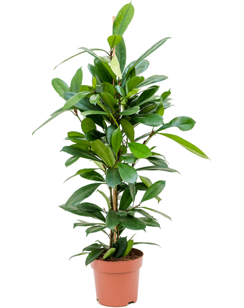 Ficus