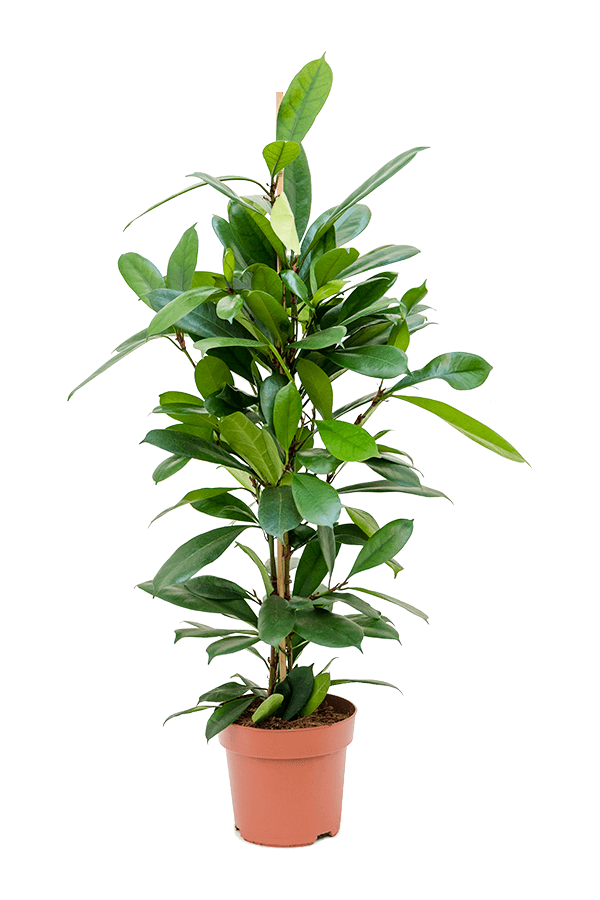 Ficus Cyathistipula