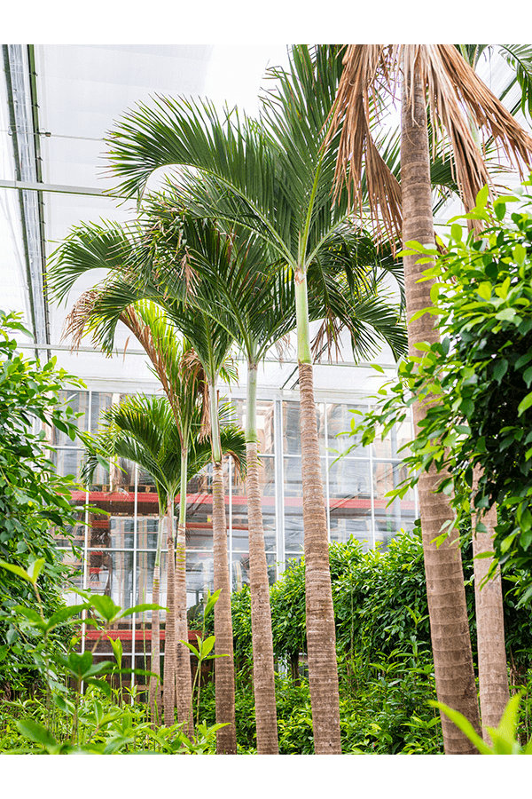 Veitchia (adonidia) Merrillii