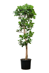 Ficus Lyrata