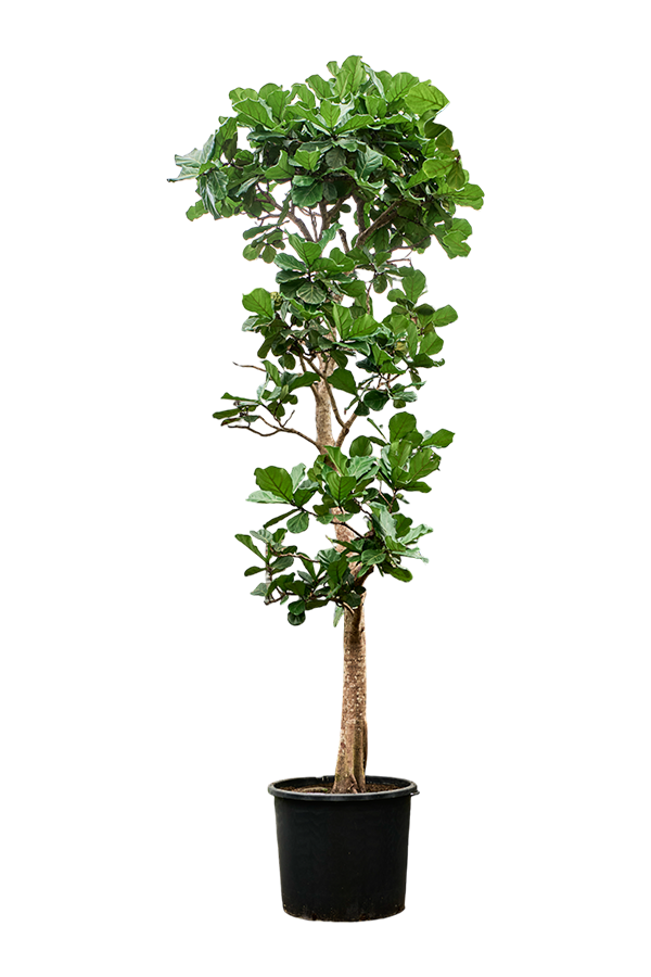 Ficus Lyrata