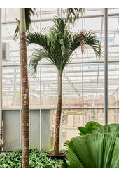 Veitchia (adonidia) Merrillii