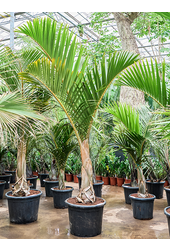 Hyophorbe Verschaffeltii (200-280)