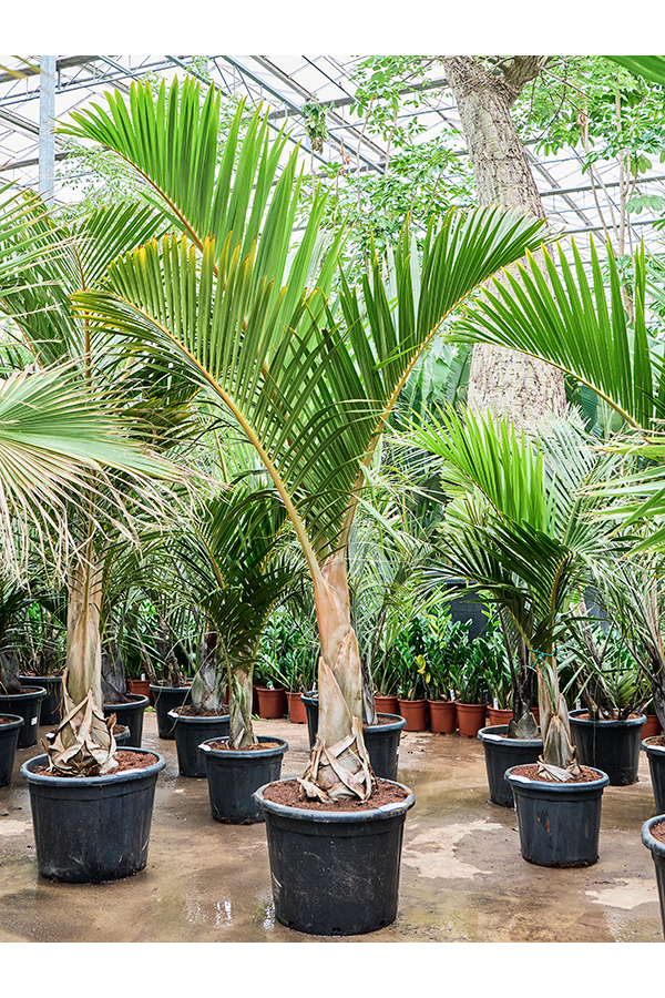 Hyophorbe Verschaffeltii (200-280)