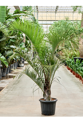 Neodypsis Decaryi (160-220)