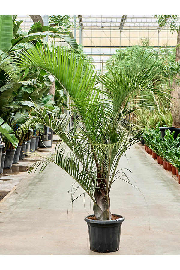 Neodypsis Decaryi (160-220)