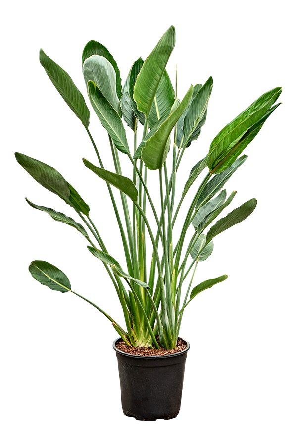Strelitzia Reginae