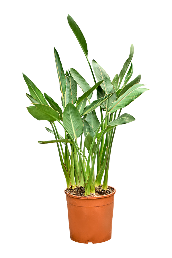 Strelitzia Reginae