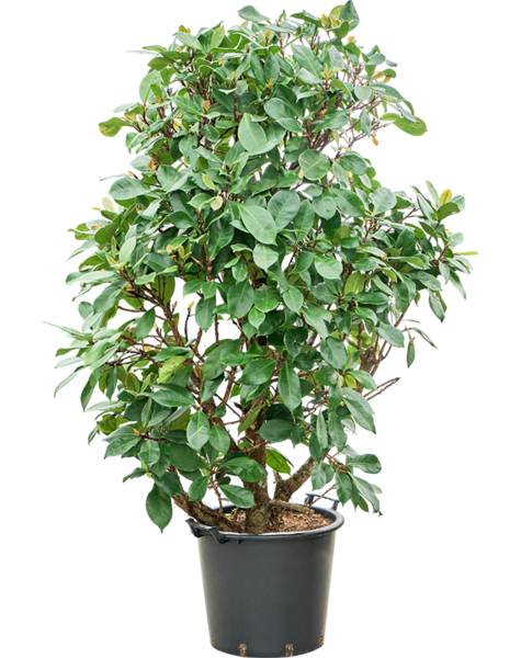 Ficus