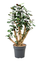 Polyscias (Aralia) Fabian