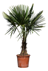 Trachycarpus Fortunei (130-160)