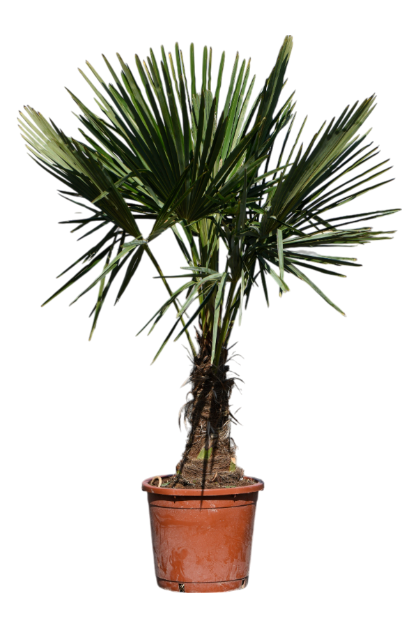 Trachycarpus Fortunei (130-160)