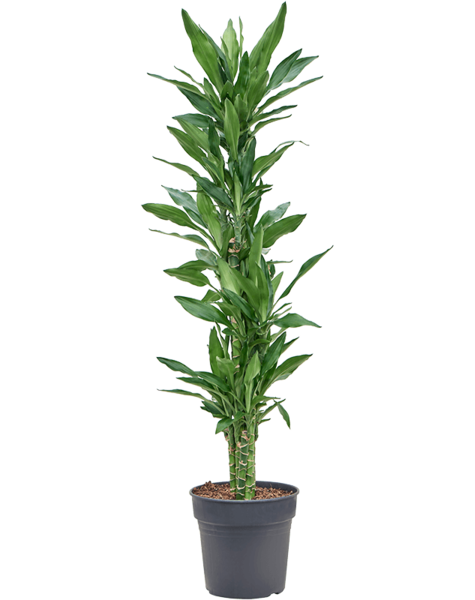 Dracaena