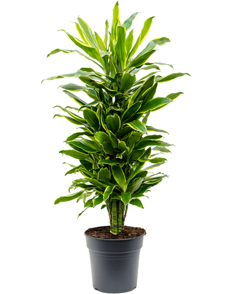 Dracaena