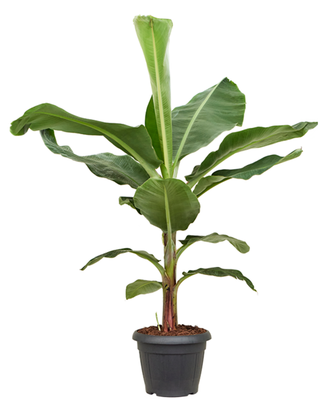 Musa
